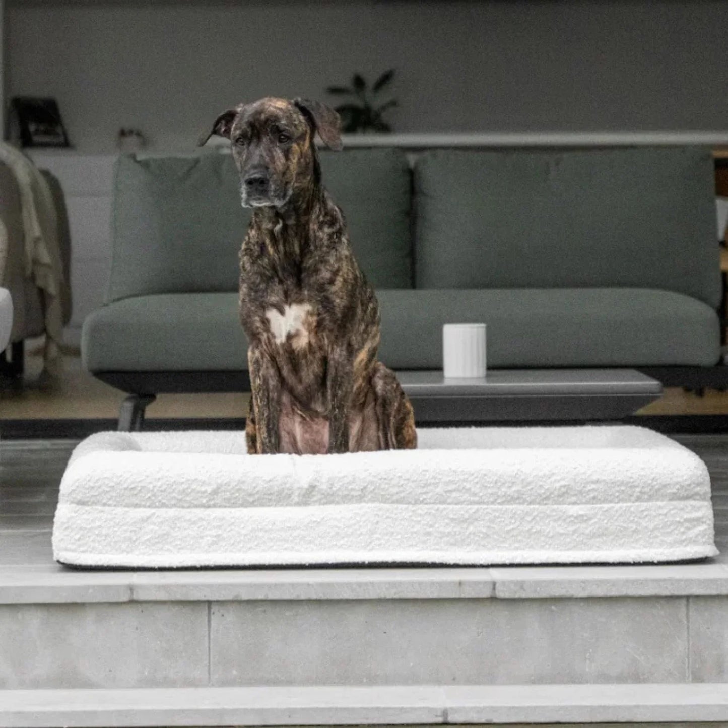 Luxury Orthopedic Dog Bed With Removable Cover